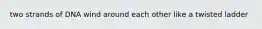 two strands of DNA wind around each other like a twisted ladder