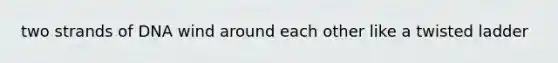 two strands of DNA wind around each other like a twisted ladder