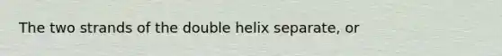 The two strands of the double helix separate, or