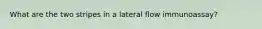 What are the two stripes in a lateral flow immunoassay?