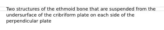 Two structures of the ethmoid bone that are suspended from the undersurface of the cribriform plate on each side of the perpendicular plate