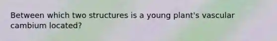 Between which two structures is a young plant's vascular cambium located?