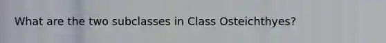 What are the two subclasses in Class Osteichthyes?