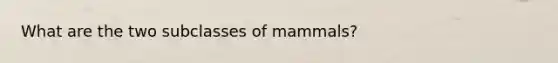 What are the two subclasses of mammals?