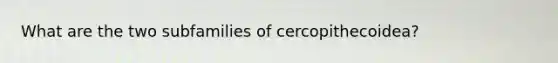 What are the two subfamilies of cercopithecoidea?