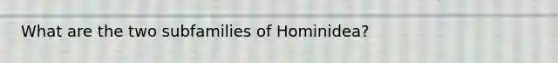 What are the two subfamilies of Hominidea?