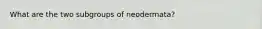 What are the two subgroups of neodermata?