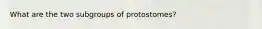 What are the two subgroups of protostomes?