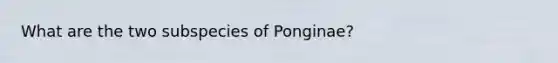 What are the two subspecies of Ponginae?