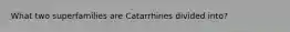 What two superfamilies are Catarrhines divided into?