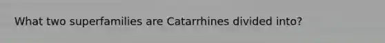 What two superfamilies are Catarrhines divided into?