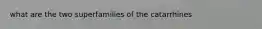 what are the two superfamilies of the catarrhines