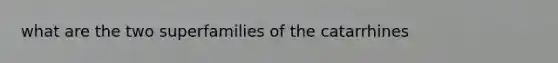 what are the two superfamilies of the catarrhines