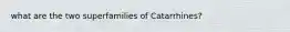 what are the two superfamilies of Catarrhines?