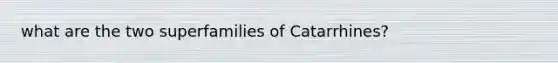 what are the two superfamilies of Catarrhines?