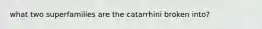 what two superfamilies are the catarrhini broken into?