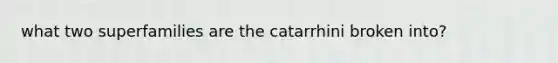 what two superfamilies are the catarrhini broken into?