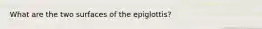 What are the two surfaces of the epiglottis?