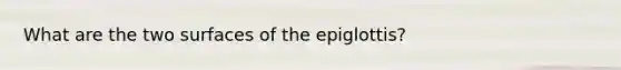 What are the two surfaces of the epiglottis?