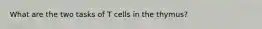 What are the two tasks of T cells in the thymus?