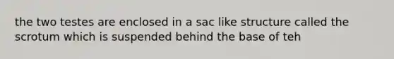 the two testes are enclosed in a sac like structure called the scrotum which is suspended behind the base of teh