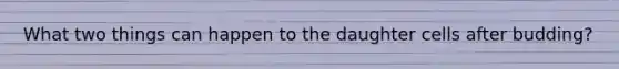 What two things can happen to the daughter cells after budding?