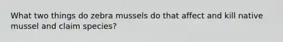 What two things do zebra mussels do that affect and kill native mussel and claim species?