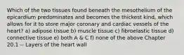 Which of the two tissues found beneath the mesothelium of the epicardium predominates and becomes the thickest kind, which allows for it to store major coronary and cardiac vessels of the heart? a) adipose tissue b) muscle tissue c) fibroelastic tissue d) connective tissue e) both A & C f) none of the above Chapter 20.1 -- Layers of the heart wall