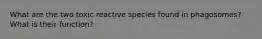 What are the two toxic reactive species found in phagosomes? What is their function?