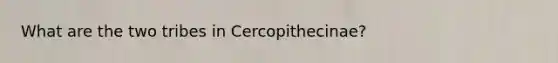 What are the two tribes in Cercopithecinae?