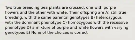 Two true-breeding pea plants are crossed, one with purple flowers and the other with white. Their offspring are A) still true-breeding, with the same parental genotypes B) heterozygous with the dominant phenotype C) homozygous with the recessive phenotype D) a mixture of purple and white flowers with varying genotypes E) None of the choices is correct