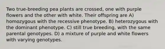 Two true-breeding pea plants are crossed, one with purple flowers and the other with white. Their offspring are A) homozygous with the recessive phenotype. B) heterozygous with the dominant phenotype. C) still true breeding, with the same parental genotypes. D) a mixture of purple and white flowers with varying genotypes.