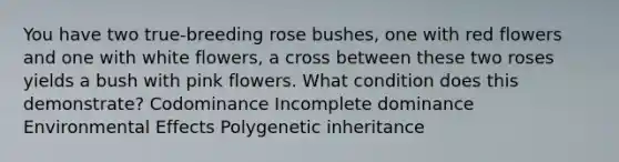 You have two true-breeding rose bushes, one with red flowers and one with white flowers, a cross between these two roses yields a bush with pink flowers. What condition does this demonstrate? Codominance Incomplete dominance Environmental Effects Polygenetic inheritance