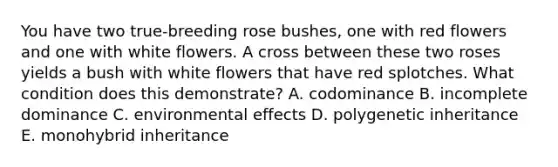 You have two true-breeding rose bushes, one with red flowers and one with white flowers. A cross between these two roses yields a bush with white flowers that have red splotches. What condition does this demonstrate? A. codominance B. incomplete dominance C. environmental effects D. polygenetic inheritance E. monohybrid inheritance