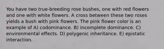 You have two true-breeding rose bushes, one with red flowers and one with white flowers. A cross between these two roses yields a bush with pink flowers. The pink flower color is an example of A) codominance. B) incomplete dominance. C) environmental effects. D) polygenic inheritance. E) epistatic interaction.