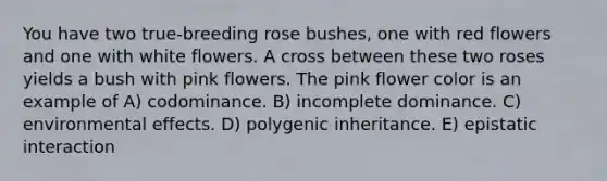 You have two true-breeding rose bushes, one with red flowers and one with white flowers. A cross between these two roses yields a bush with pink flowers. The pink flower color is an example of A) codominance. B) incomplete dominance. C) environmental effects. D) polygenic inheritance. E) epistatic interaction