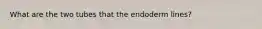 What are the two tubes that the endoderm lines?