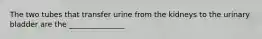 The two tubes that transfer urine from the kidneys to the urinary bladder are the _______________