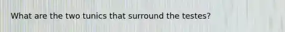 What are the two tunics that surround the testes?