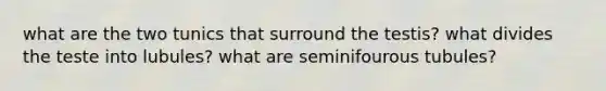 what are the two tunics that surround the testis? what divides the teste into lubules? what are seminifourous tubules?