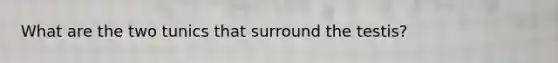 What are the two tunics that surround the testis?