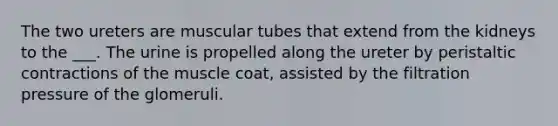 The two ureters are muscular tubes that extend from the kidneys to the ___. The urine is propelled along the ureter by peristaltic contractions of the muscle coat, assisted by the filtration pressure of the glomeruli.