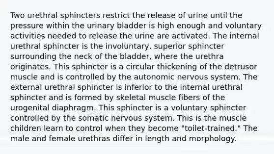 Two urethral sphincters restrict the release of urine until the pressure within the urinary bladder is high enough and voluntary activities needed to release the urine are activated. The internal urethral sphincter is the involuntary, superior sphincter surrounding the neck of the bladder, where the urethra originates. This sphincter is a circular thickening of the detrusor muscle and is controlled by the autonomic nervous system. The external urethral sphincter is inferior to the internal urethral sphincter and is formed by skeletal muscle fibers of the urogenital diaphragm. This sphincter is a voluntary sphincter controlled by the somatic nervous system. This is the muscle children learn to control when they become "toilet-trained." The male and female urethras differ in length and morphology.