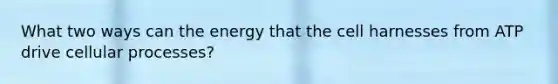 What two ways can the energy that the cell harnesses from ATP drive cellular processes?