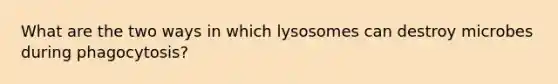 What are the two ways in which lysosomes can destroy microbes during phagocytosis?