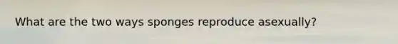 What are the two ways sponges reproduce asexually?