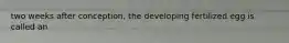 two weeks after conception, the developing fertilized egg is called an