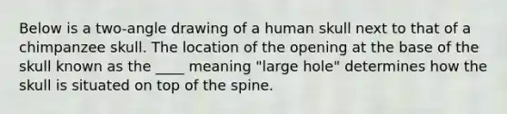 Below is a two-angle drawing of a human skull next to that of a chimpanzee skull. The location of the opening at the base of the skull known as the ____ meaning "large hole" determines how the skull is situated on top of the spine.