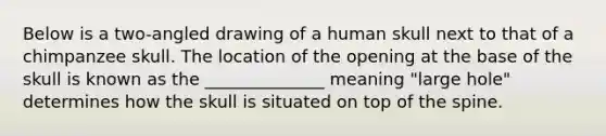 Below is a two-angled drawing of a human skull next to that of a chimpanzee skull. The location of the opening at the base of the skull is known as the ______________ meaning "large hole" determines how the skull is situated on top of the spine.