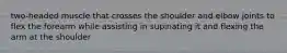 two-headed muscle that crosses the shoulder and elbow joints to flex the forearm while assisting in supinating it and flexing the arm at the shoulder